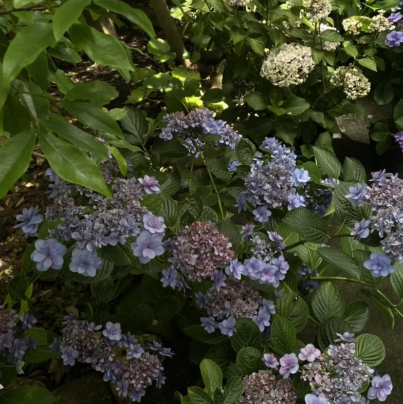 芽 🌱の掲載