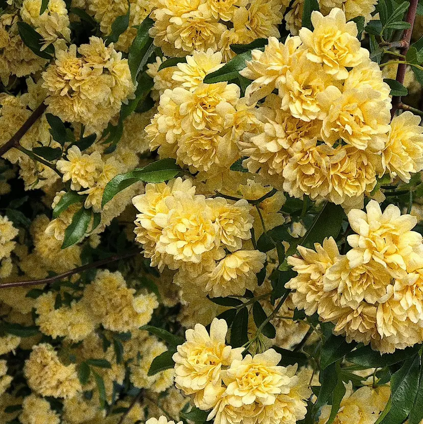 芦澤 咲季の掲載