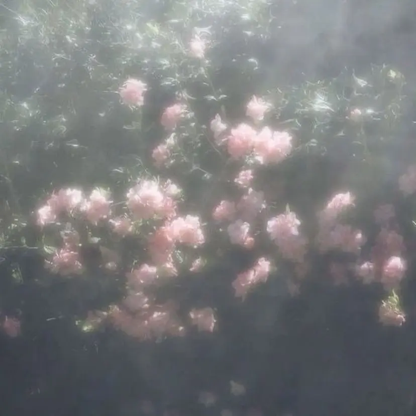 runa🌙 ‎⟡.·の掲載