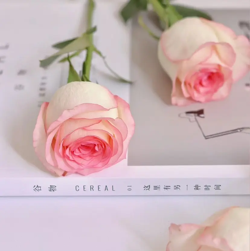 花 見の掲載
