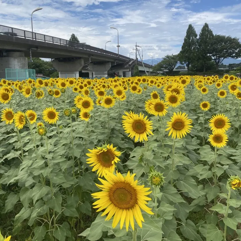 MAQUIA富士店 長谷川優羽の掲載