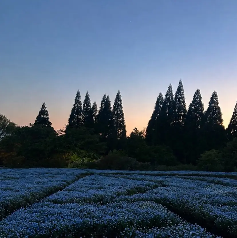 n. fujiwara*の掲載