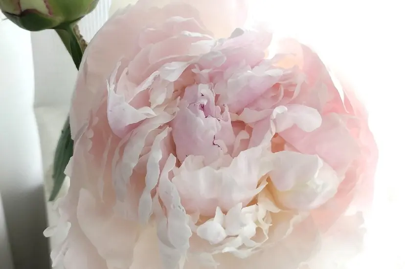 Lila 🌸の掲載