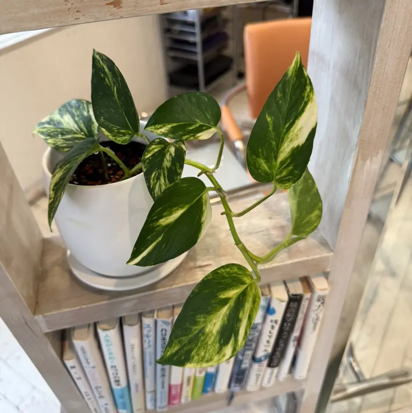 竹中 萌の掲載