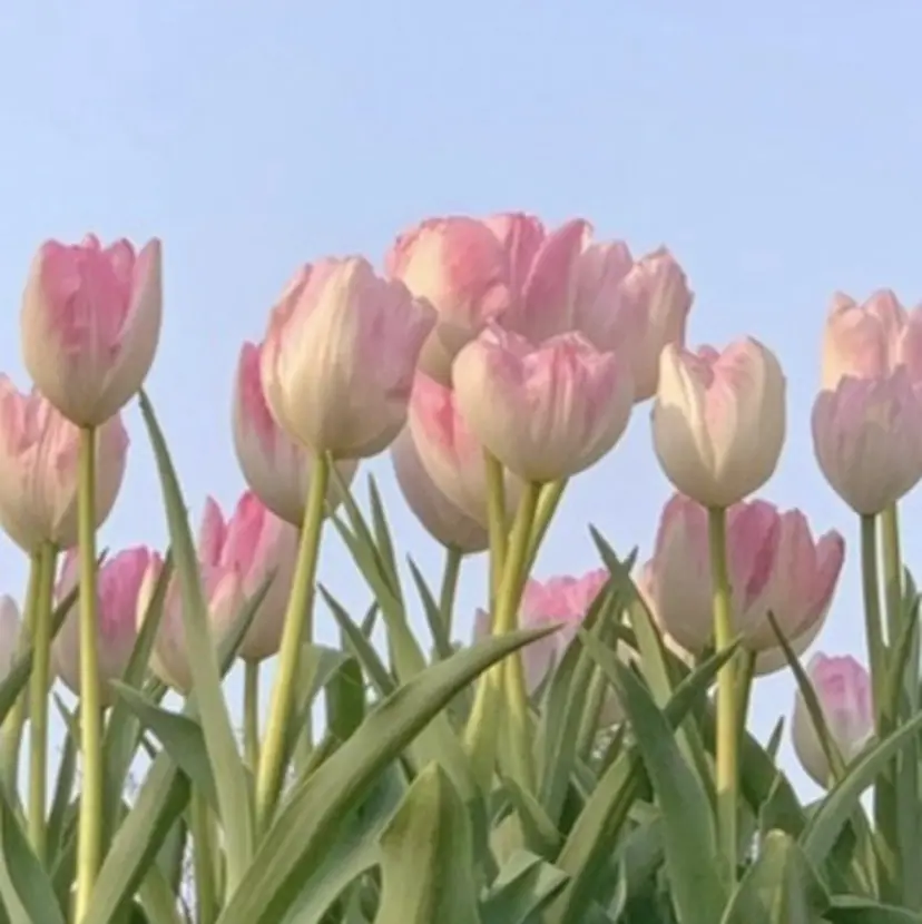 吉祥寺駅徒歩2分❤︎ mikinaの掲載