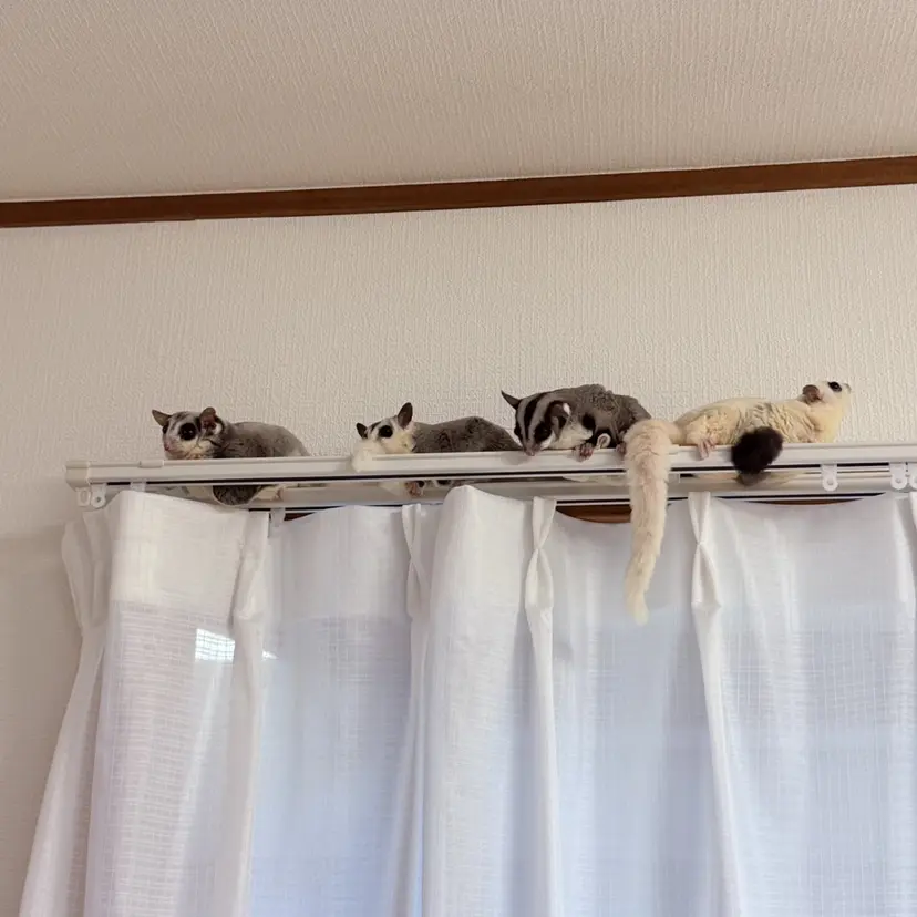 レッサー パンダの掲載