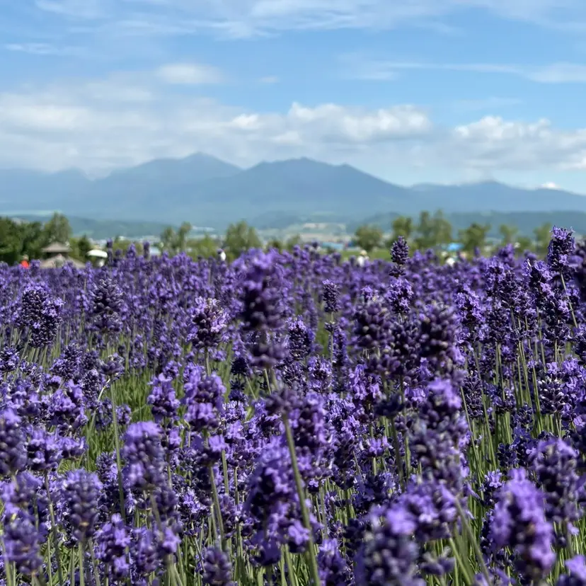 RosierBleu 中山の掲載