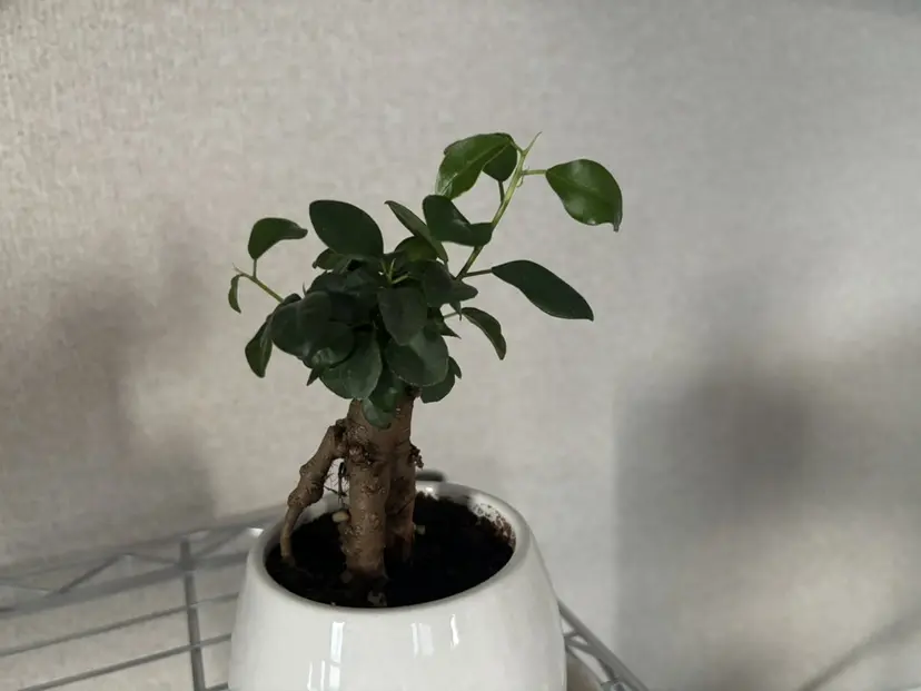 サ エの掲載