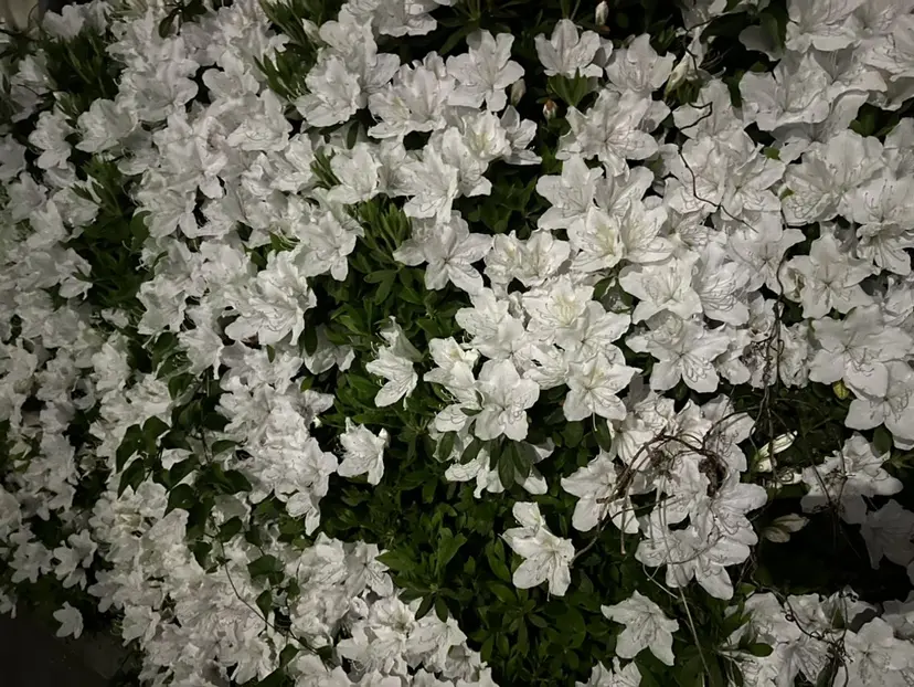 Coco girls のがみの掲載