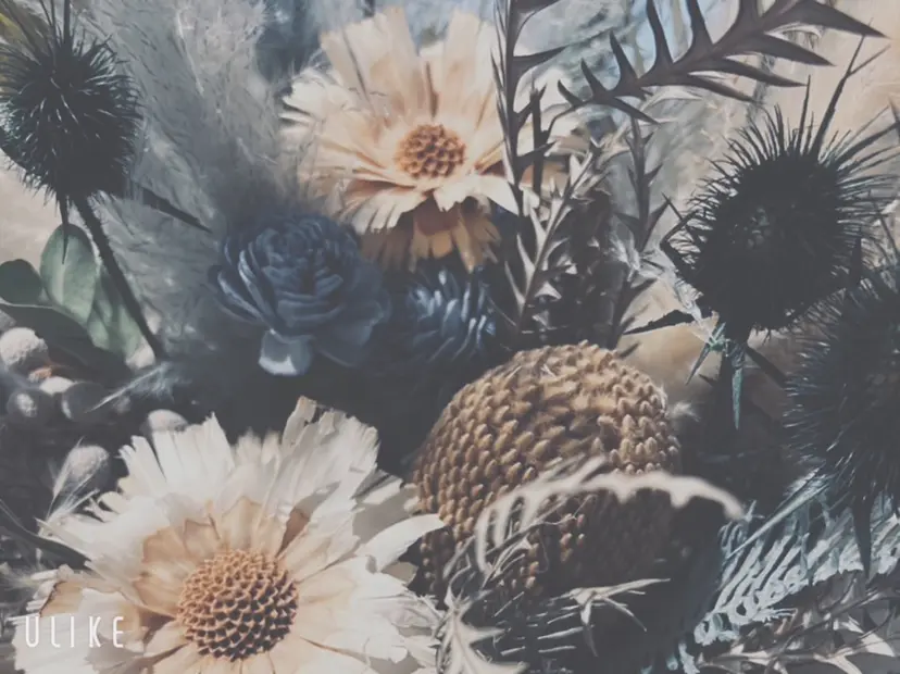 Stella Eyelashesの掲載