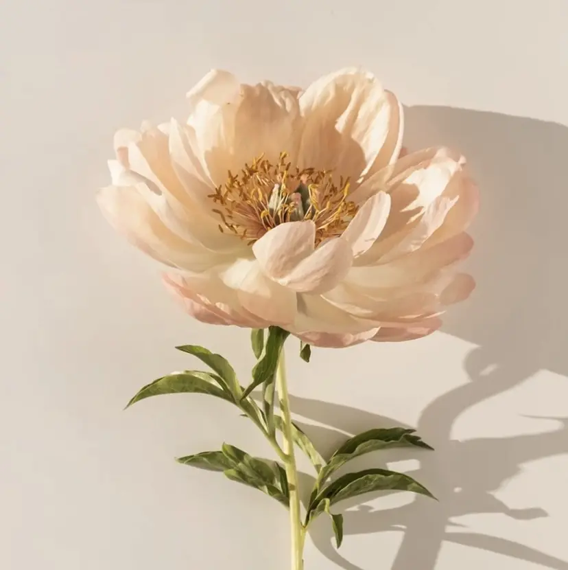 Connect Rumiの掲載