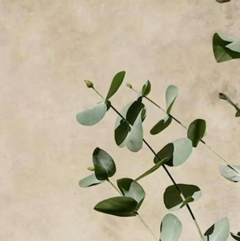 MOMOE 恵比寿 まつげパーマの掲載