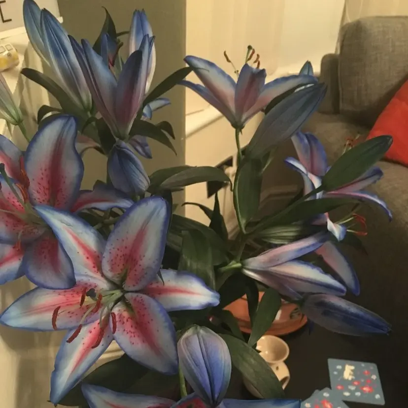 🌟横田 千波🌟の掲載