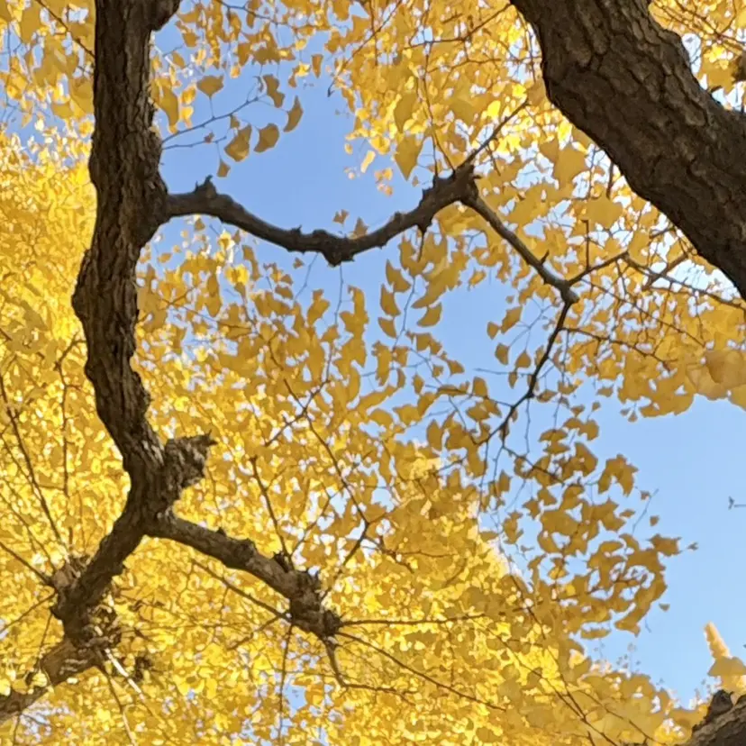 🎀 Saera 🎀の掲載