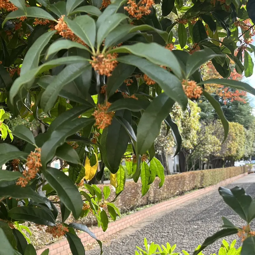 LEDマツエク•眉毛 まつげパーマの掲載