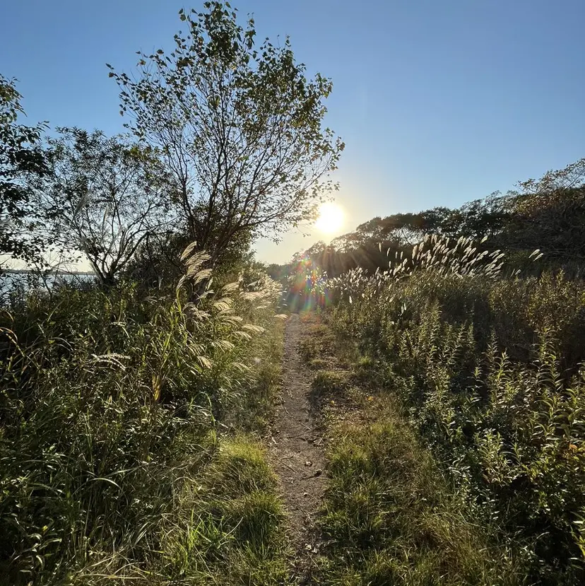 イシモト サトの掲載