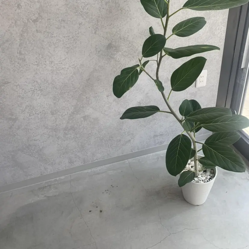 🦋森田さち /ハイトーン🦋の掲載