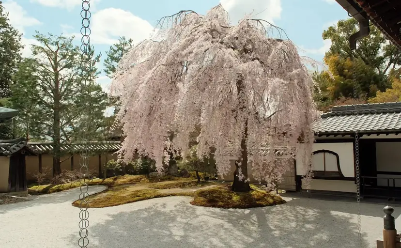 MOMO モモの掲載