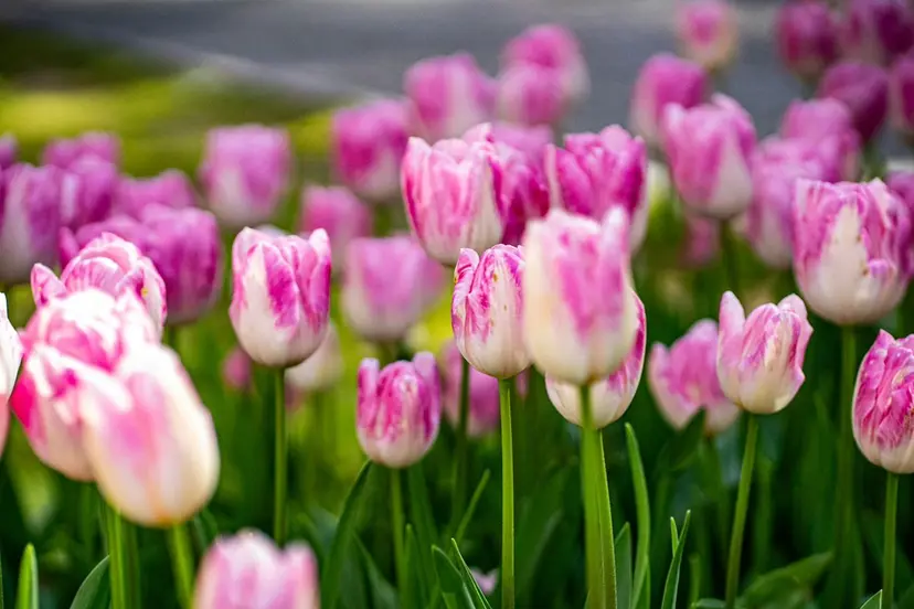 堀田 寛子の掲載