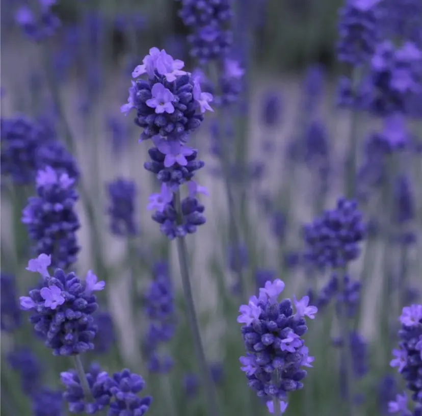 🦋オオタ 🦋の掲載