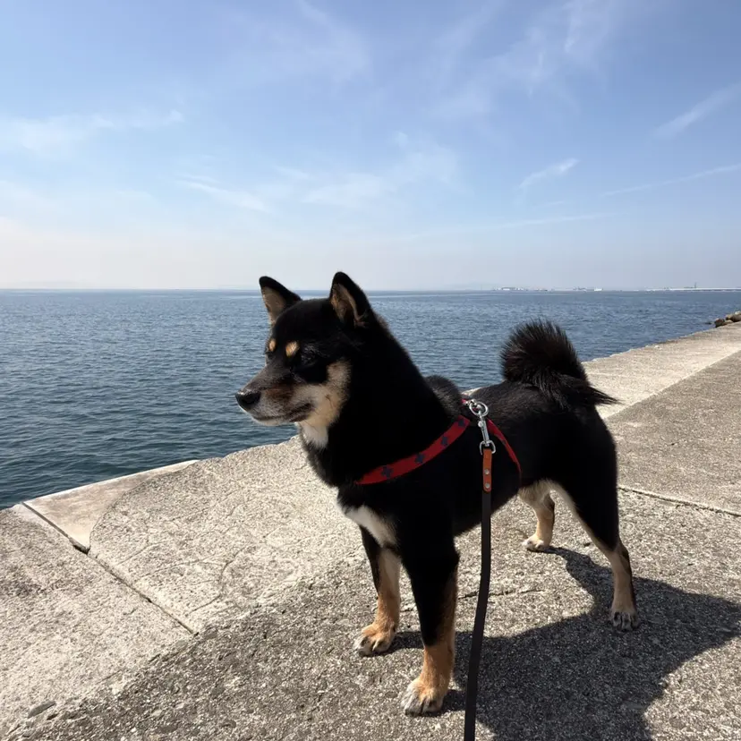 東心斎橋☆豆柴 🐾倶楽部の掲載