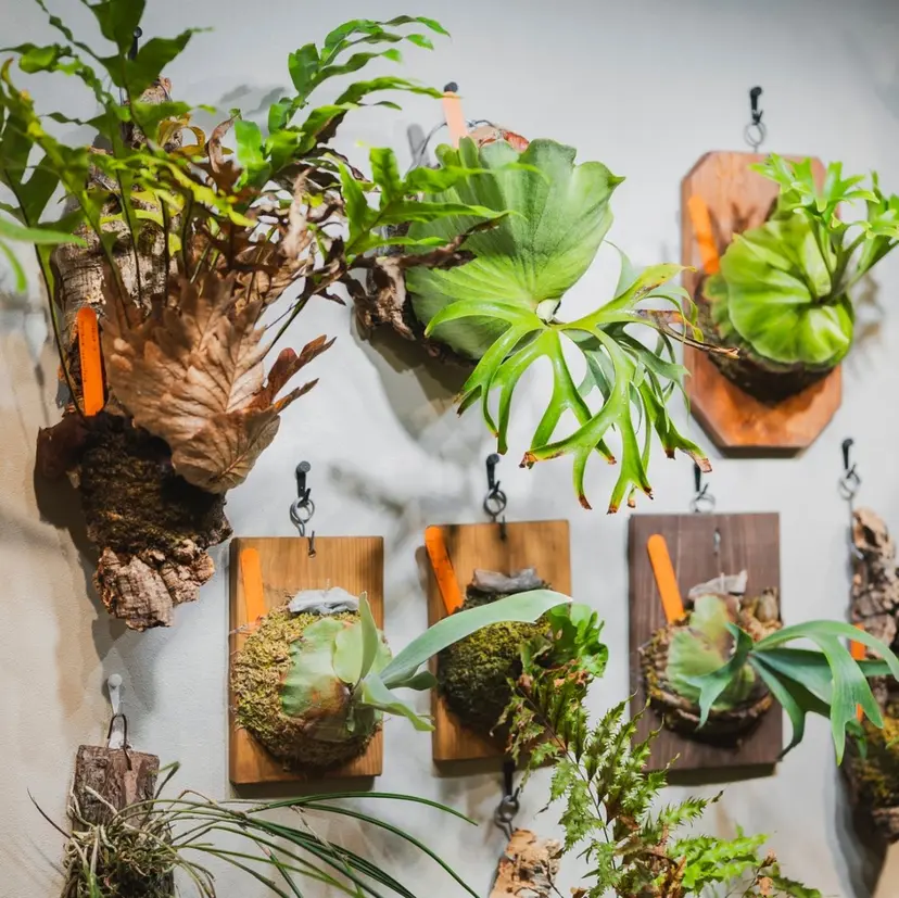 Renard nailの掲載