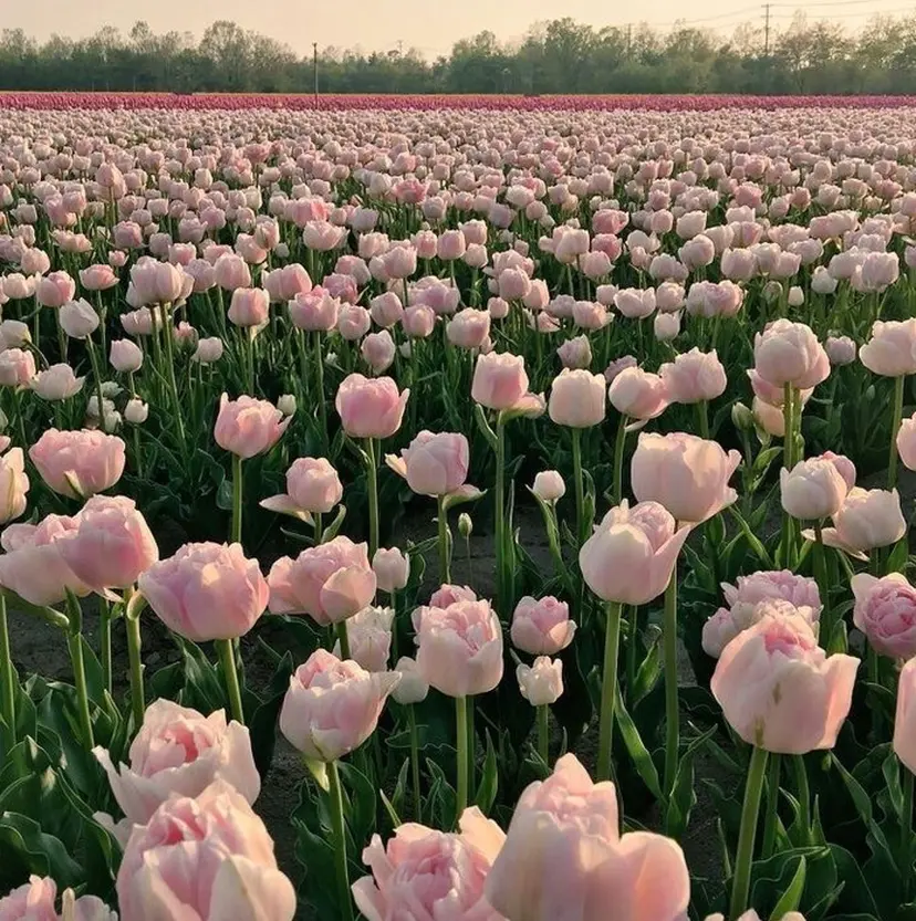 Kuwata Arisa⋆🍒⭒˚の掲載