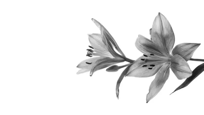 sae ＊ パラジェル/田町の掲載