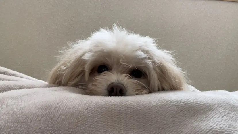 Zina稲毛海岸🎀 京香(きょうか)の掲載