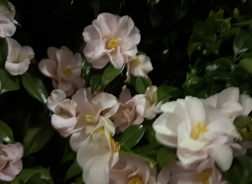 🌻Reina／ ブリーチ／矯正の掲載