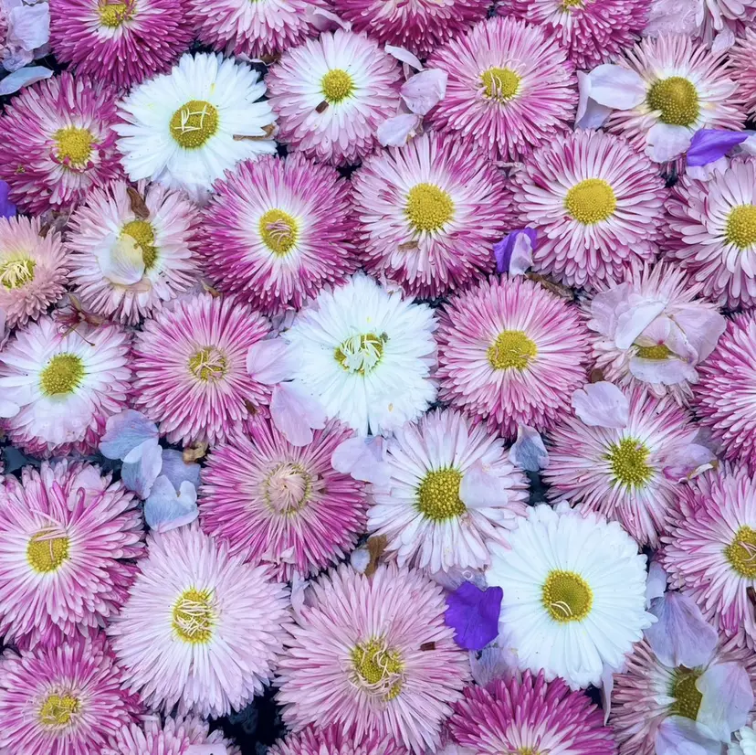 A. AYAKAの掲載