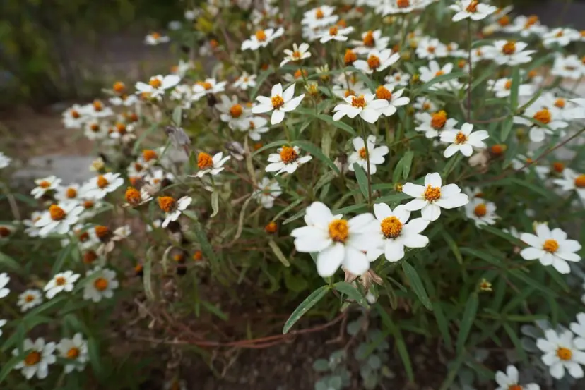 ROCCA hair eje. 千晴の掲載