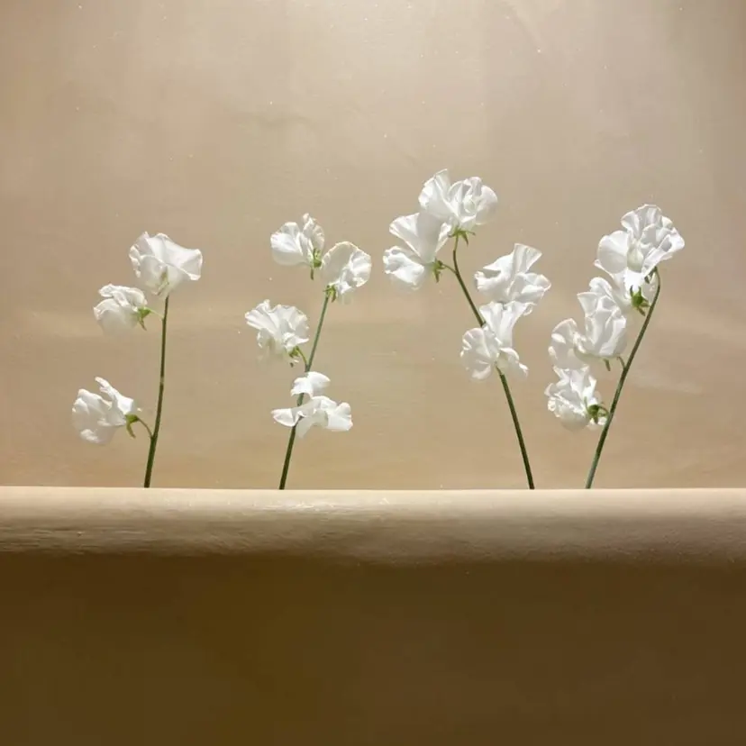 川原田麻衣【薬院/平 尾/高宮】透明感🫧の掲載