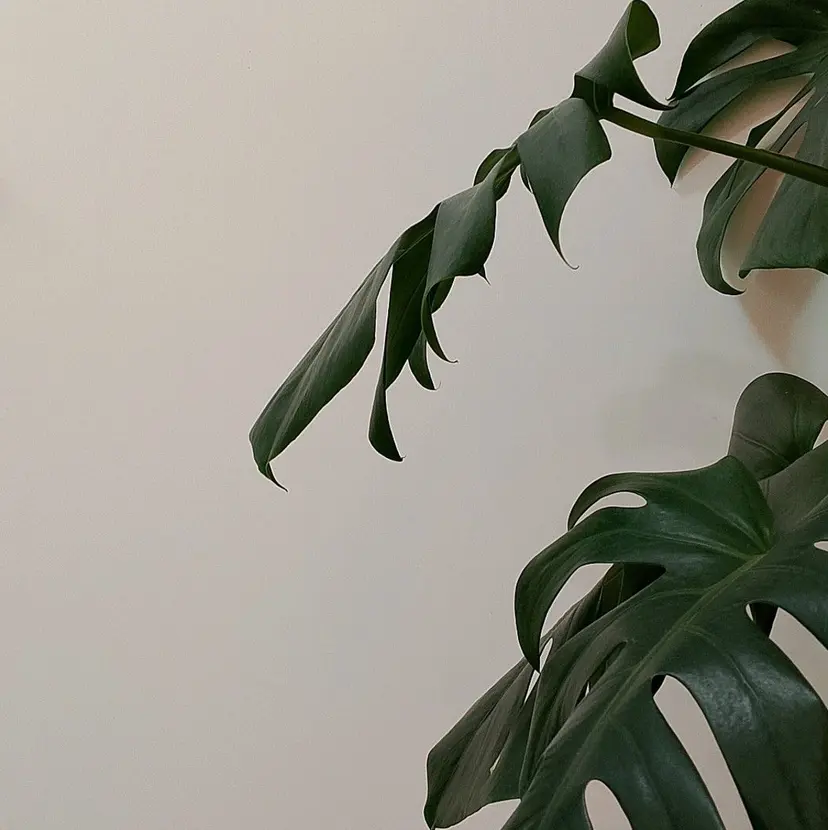 Re:N 【リン】の掲載