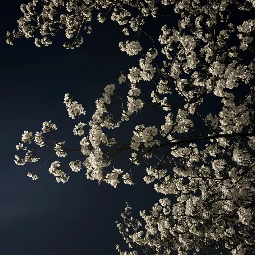 倉重 桜咲の掲載