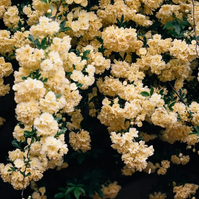 matsuri 🪽ボブカットの掲載