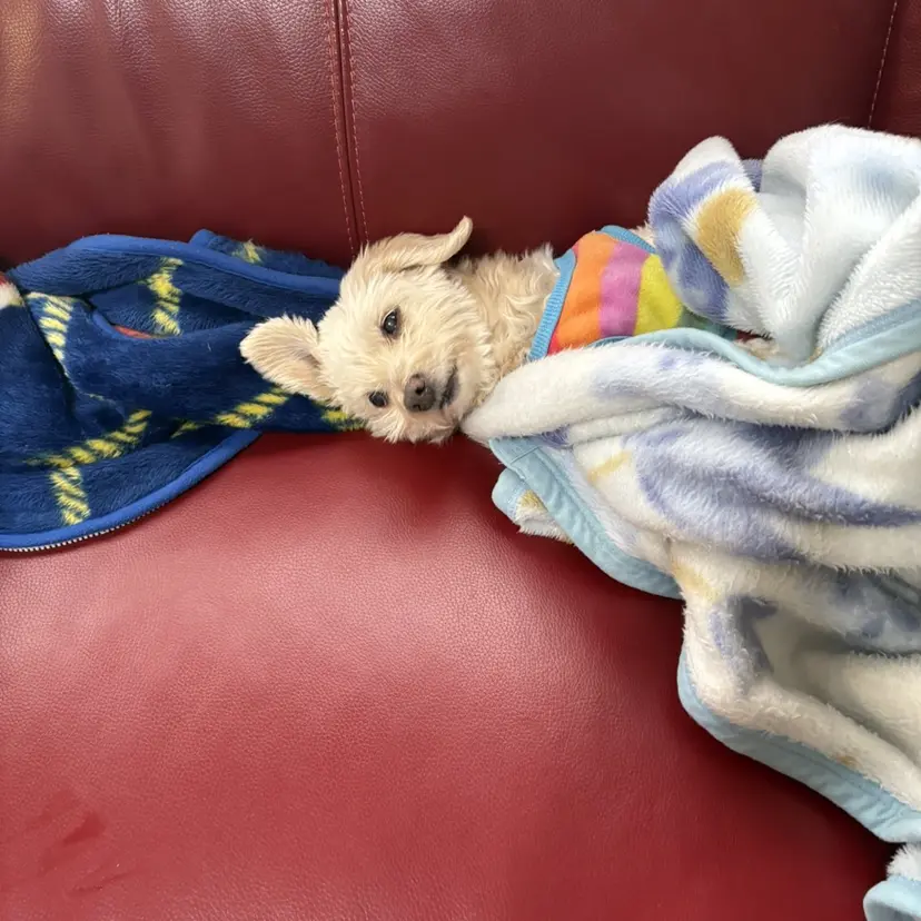 モデル募集中‼️ 村上湧大の掲載