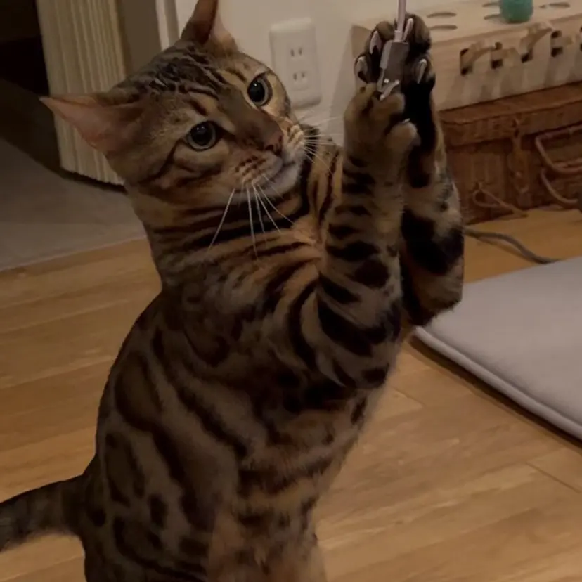 派手髪個性派/カラー 特化Lilica💥の掲載