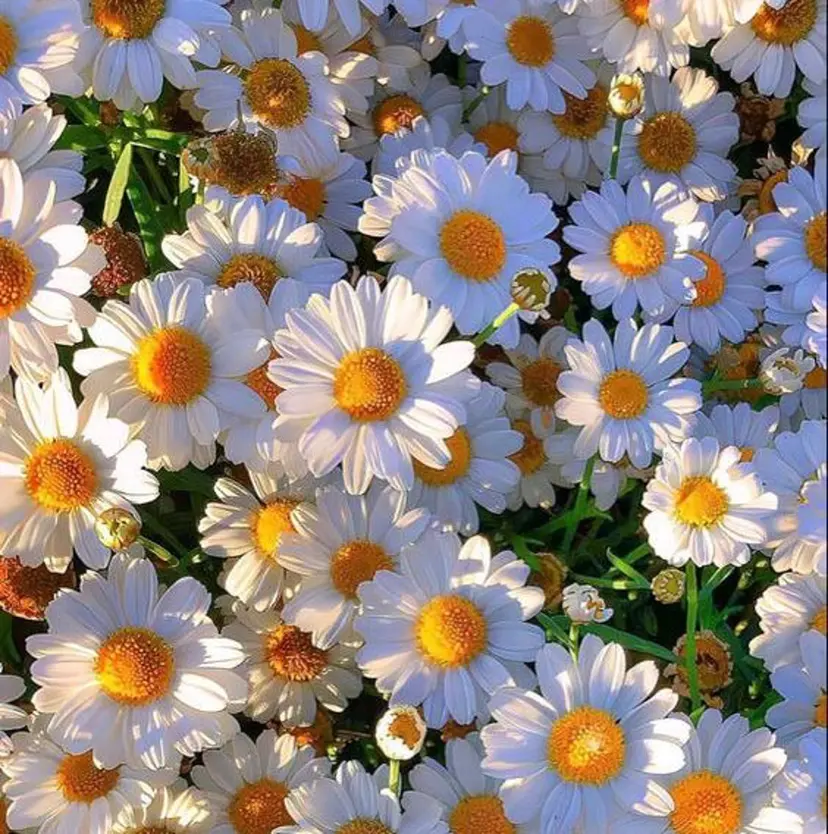 Latour ayaneの掲載