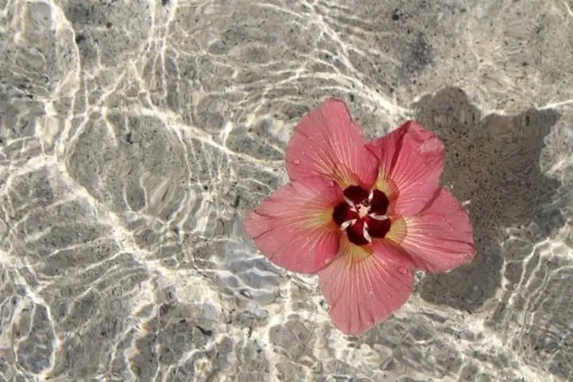 Chipieee yayaの掲載