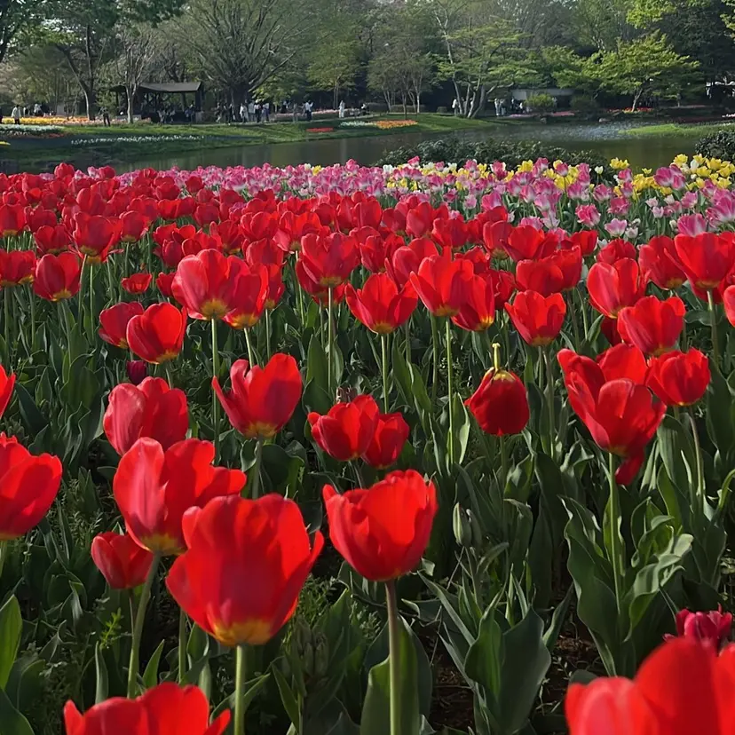 chipi Asamiの掲載
