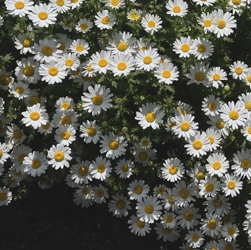 ココナッツネイル 四ツ谷店　moeの掲載