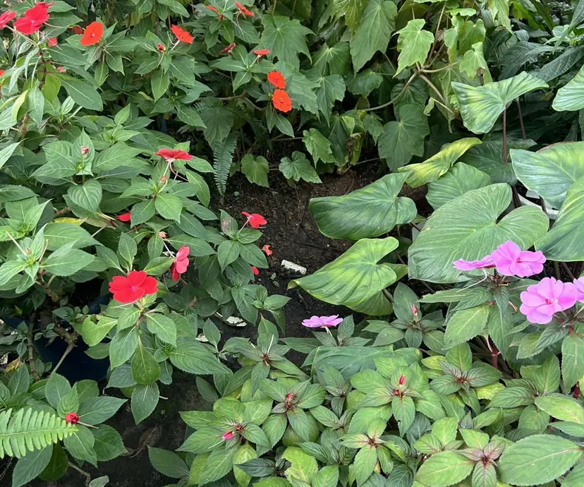 AIRI💟 半個室Amour菊川の掲載