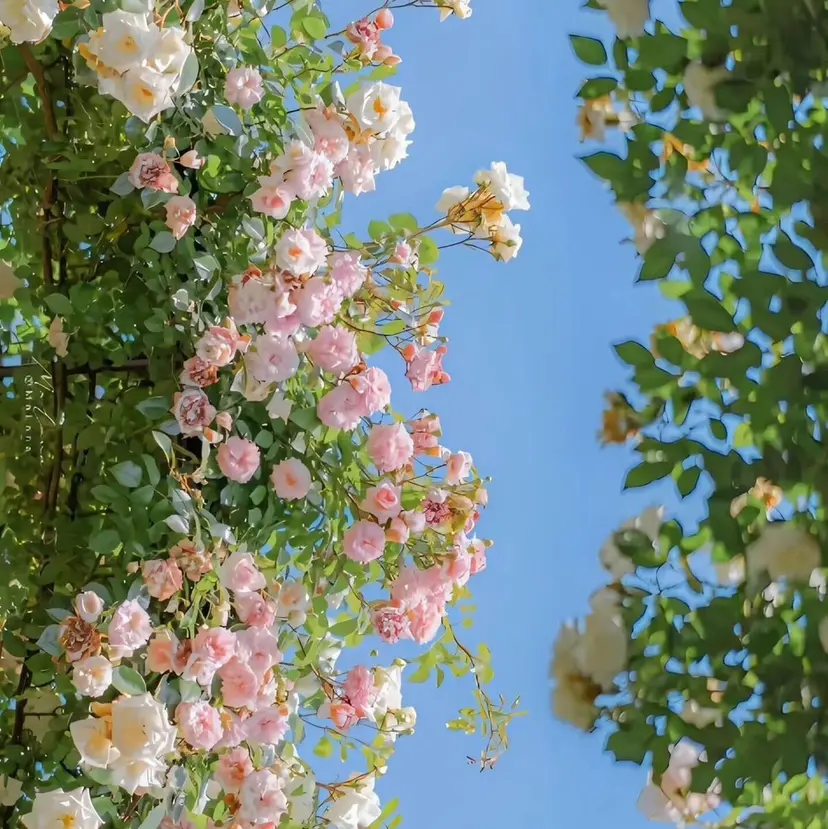 ⟡.·*.透明感/ レイヤー/ 桜⟡.の掲載