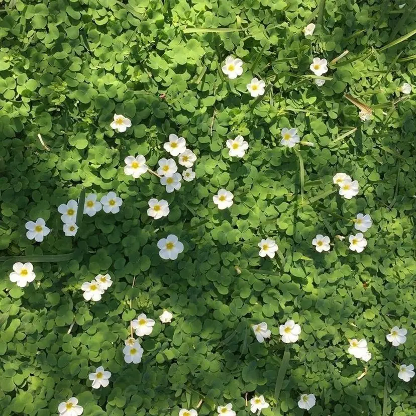 cocoro 🍀の掲載