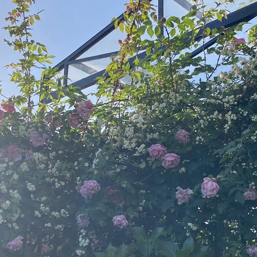 【Lino】 nonokaの掲載