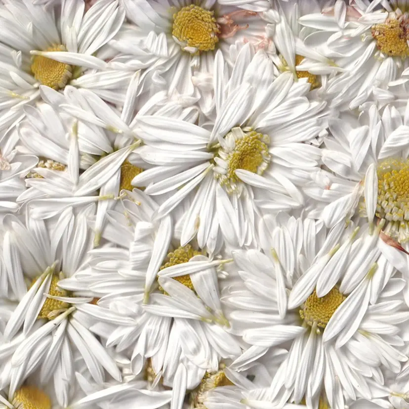 nail salon fiolの掲載