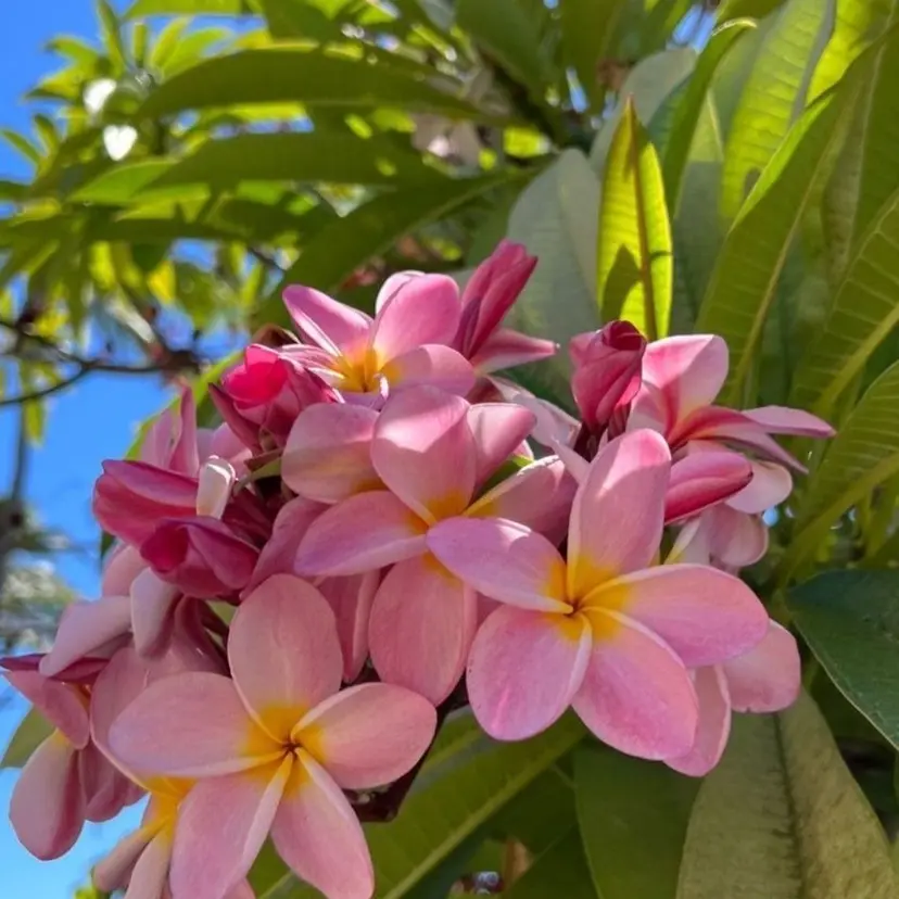 KUON NOA <3の掲載