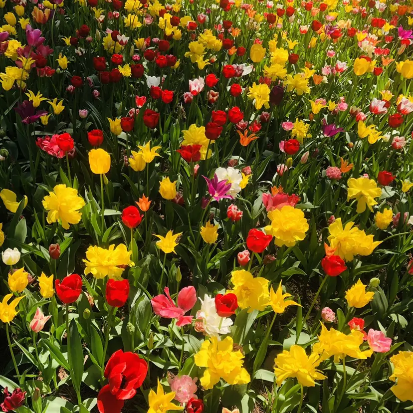 mint nail pecoの掲載