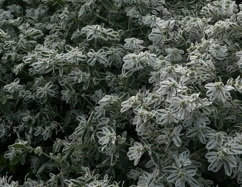 佐々木やすは/ レディースモデル募集の掲載